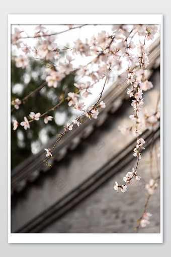 粉色梦幻的樱花摄影图图片