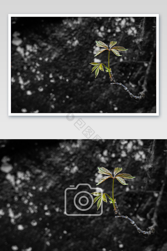 春天嫩芽藤蔓植物桌面背景图图片