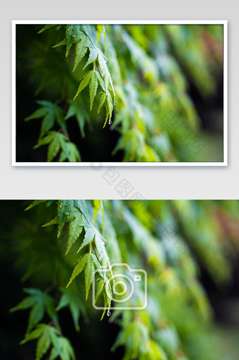 春雨嫩绿枫树雨滴摄影图图片