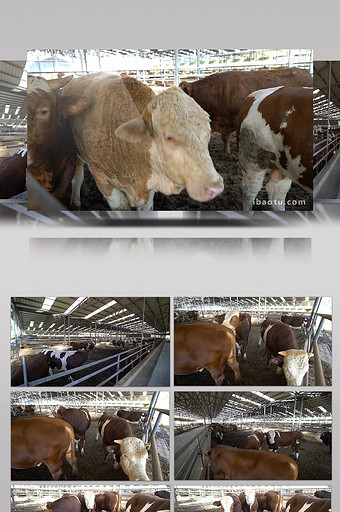 实拍圈养肉牛吃食视频素材图片