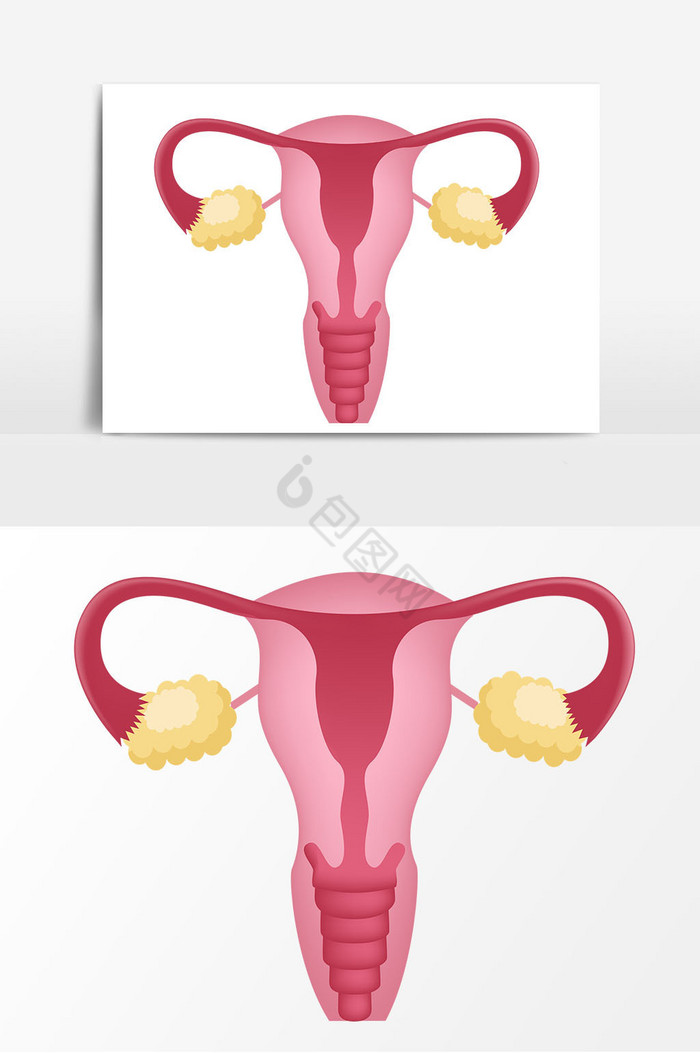 子宫器官图片