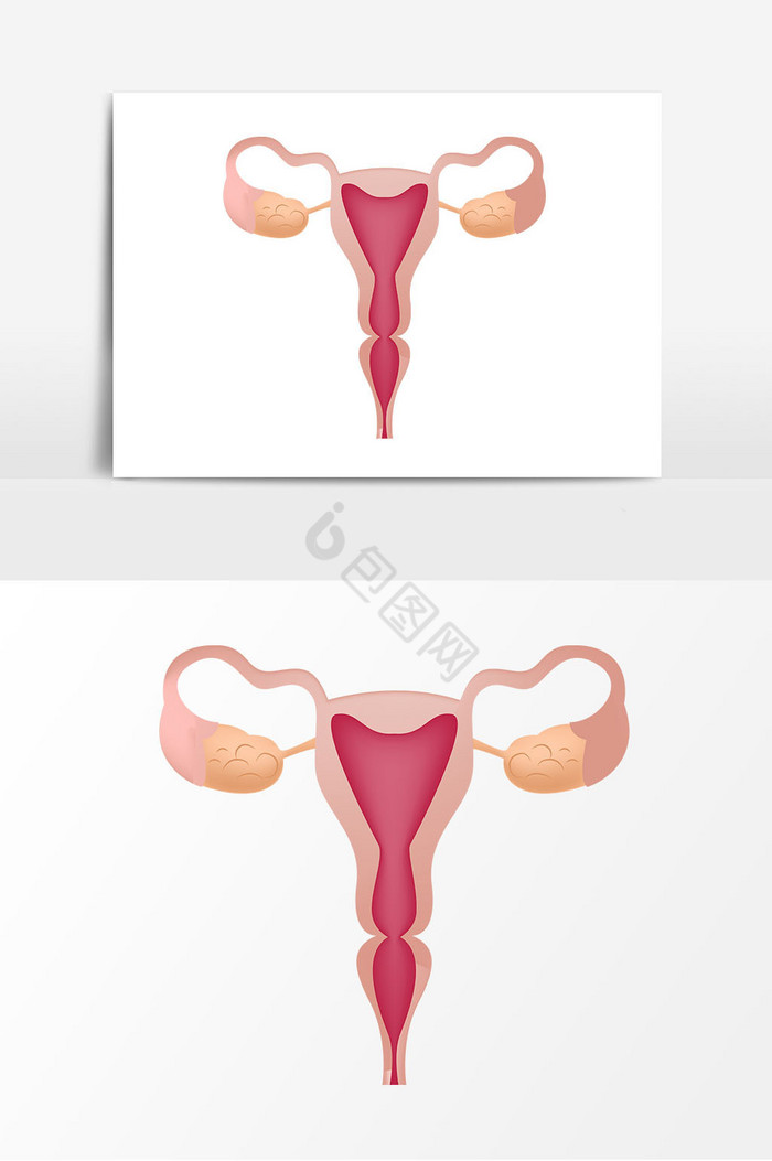子宫器官图片