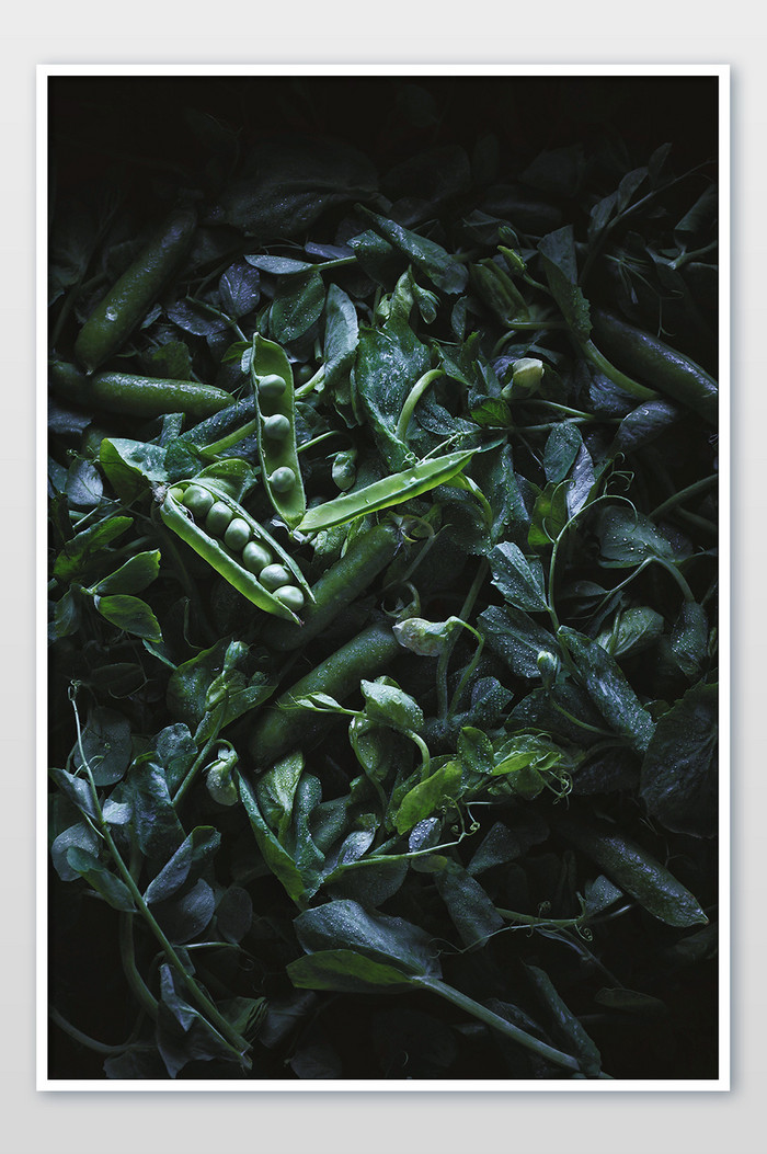 豌豆芽豌豆荚豌豆苗植物食物美食摄影
