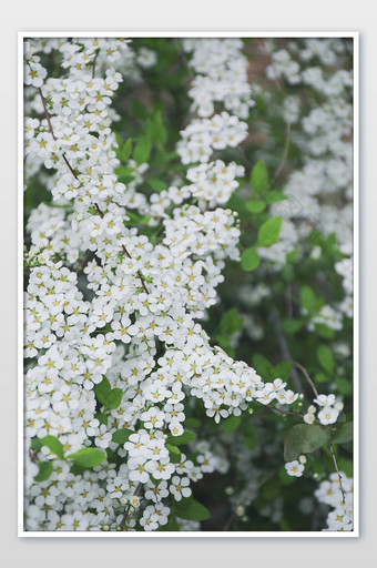 白色花朵雪柳珍珠梅珍珠花线叶绣线菊喷雪花图片
