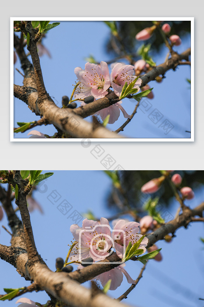 春天桃花 粉色花朵图片