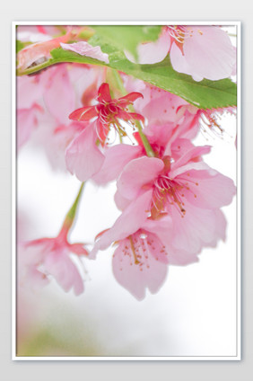 春天盛开的粉色樱花