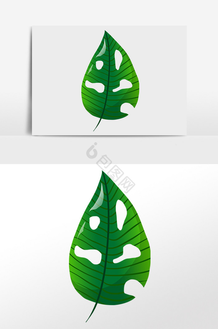 热带植物一片叶子插画图片