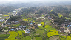 油菜花田春天田园风景航拍照片