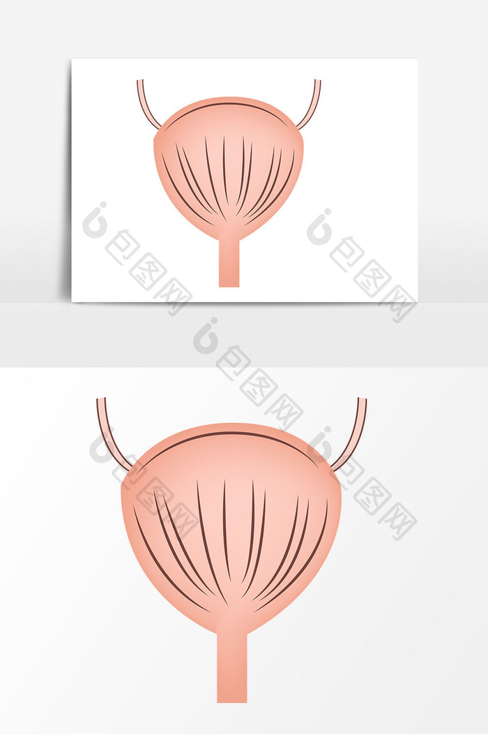手绘膀胱器官元素