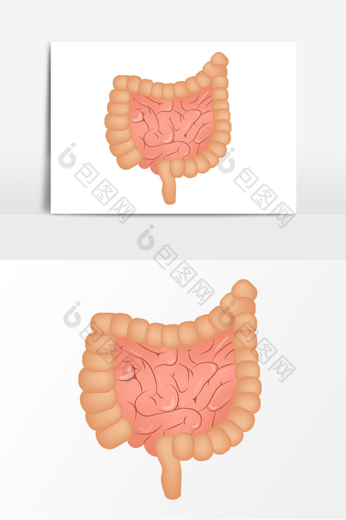 手绘小肠器官矢量元素
