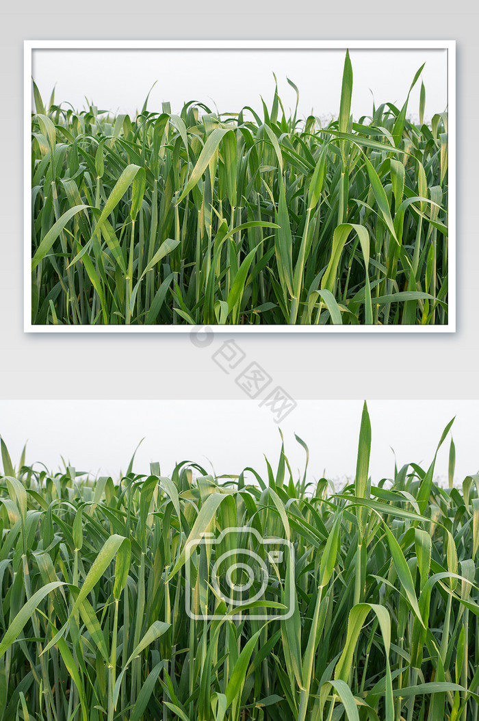 小麦高清摄影图片