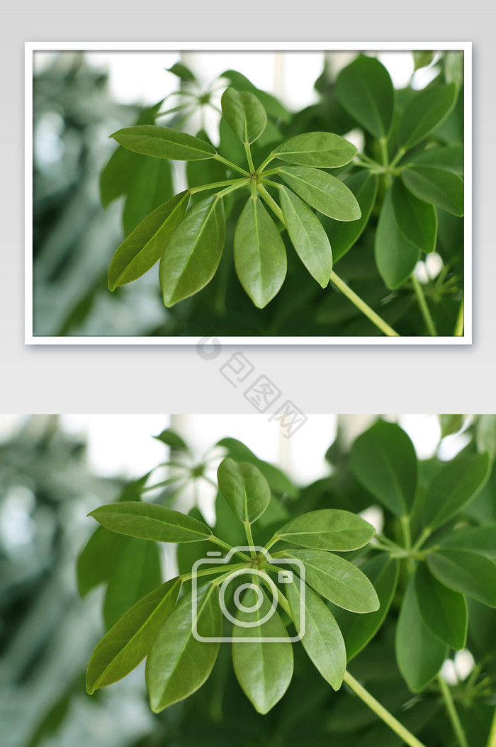 广玉兰叶子植物摄影图片