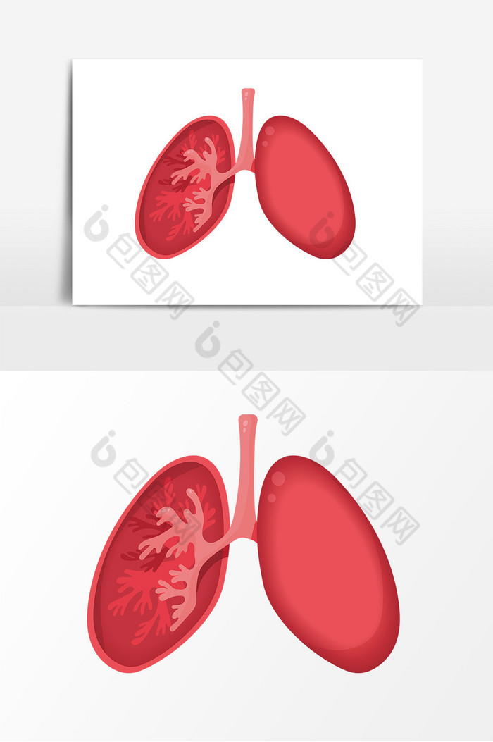 器官肺部图片图片