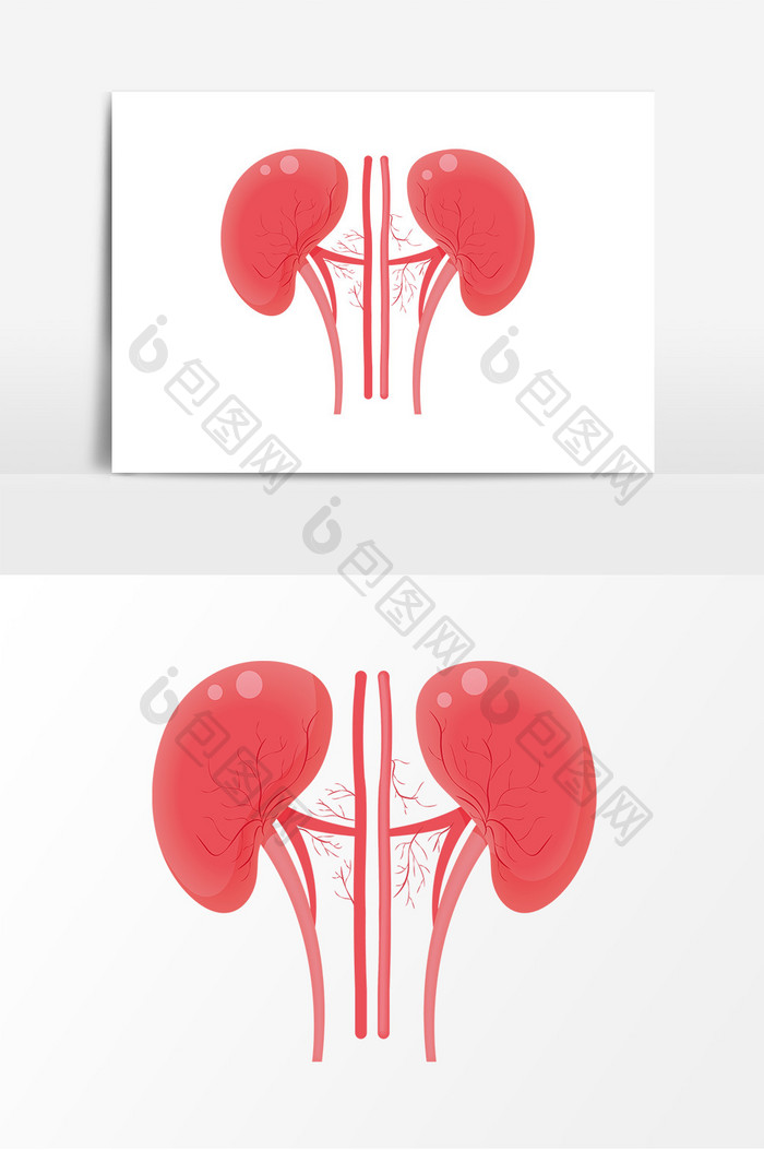 卡通肾脏器官元素