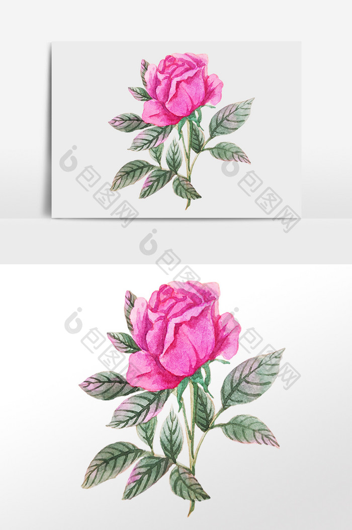春天植物粉色玫瑰花朵插画