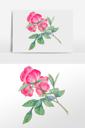 手绘春天植物粉色玫瑰花朵插画