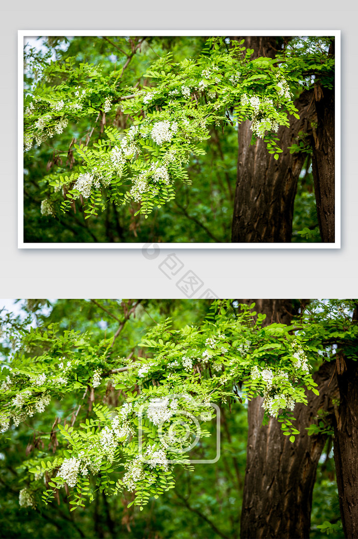 素雅纯香的槐花摄影图片