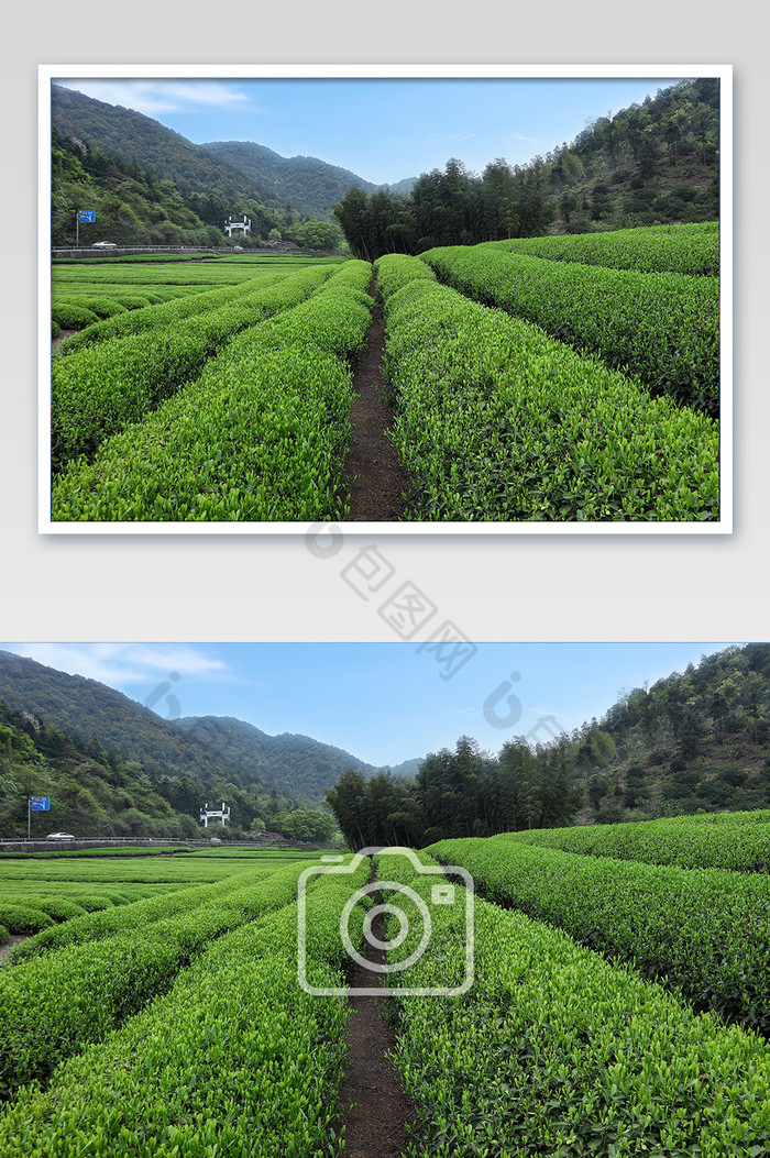 清新的茶山全景图图片图片