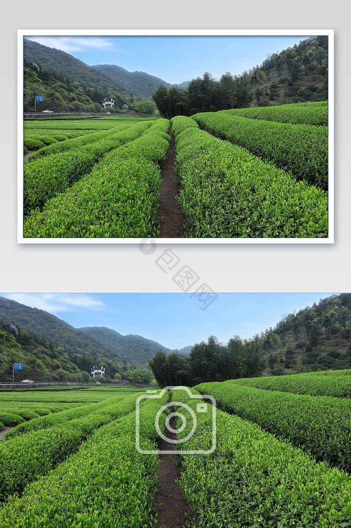 清新的茶山全景图图片