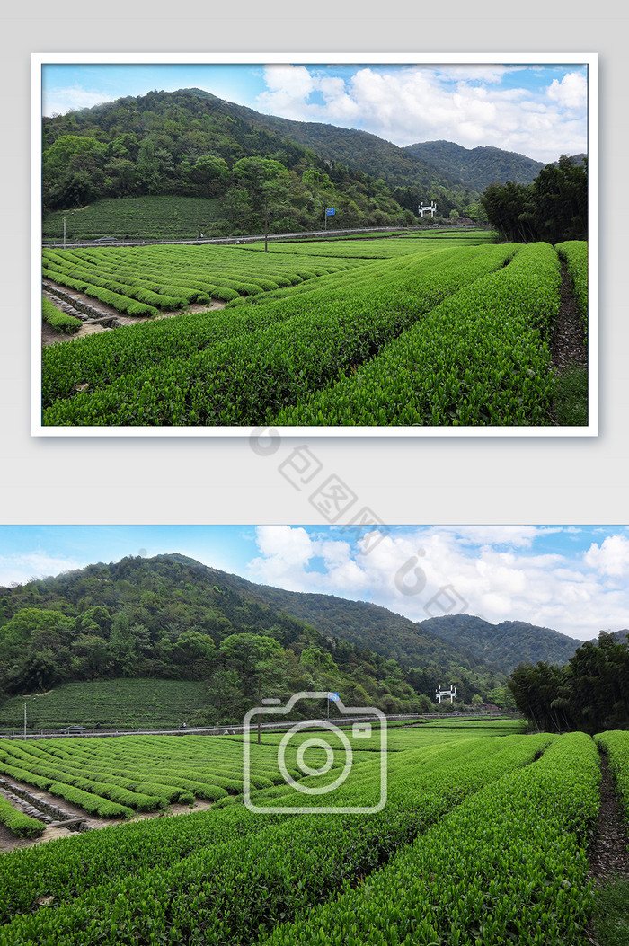 蓝天白云下绿色的茶园摄影图片图片