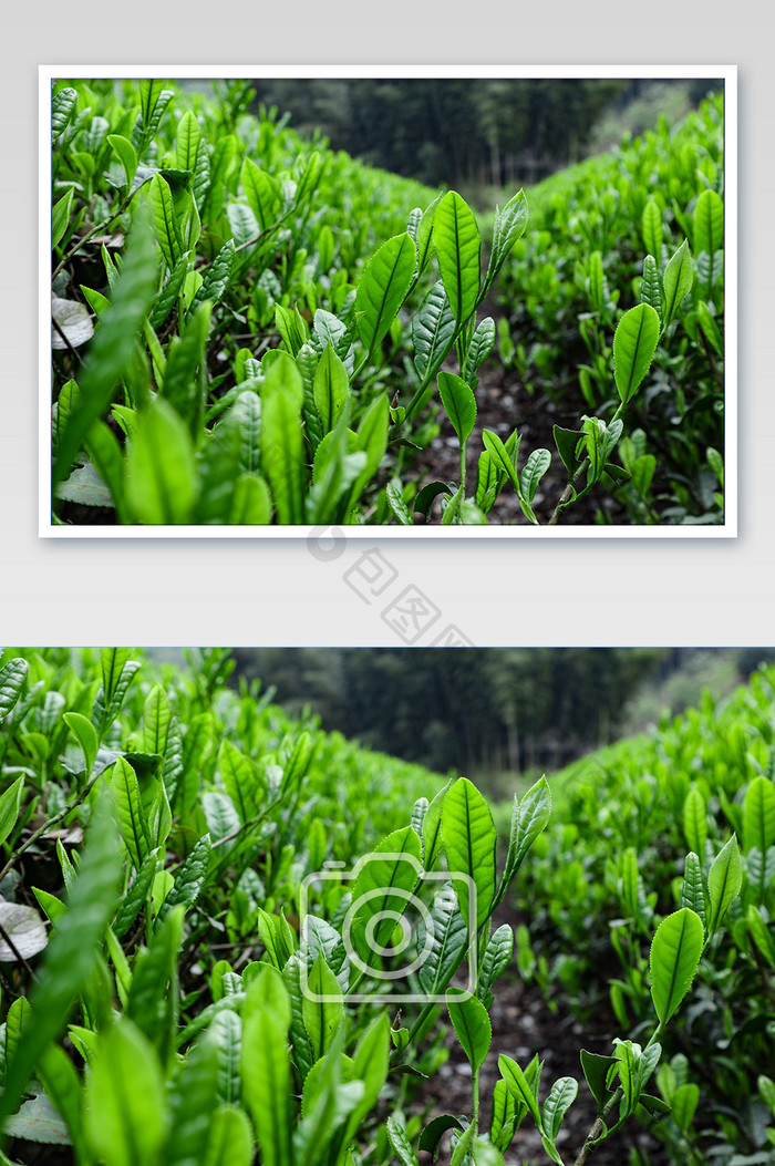 春天的茶叶嫩芽摄影图片