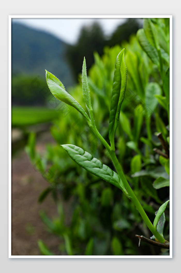 一株茶叶摄影图片图片