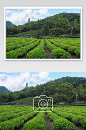 清新的茶山全景图摄影图片