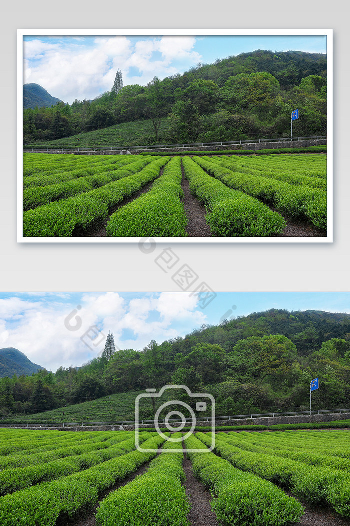 清新的茶山全景图摄影图片图片