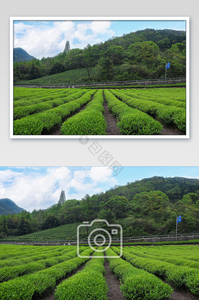 清新的茶山全景图摄影图片