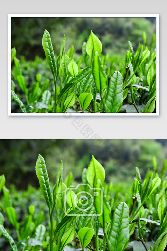 旺盛生长的茶叶摄影图片