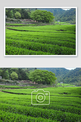 大气的茶山全景图