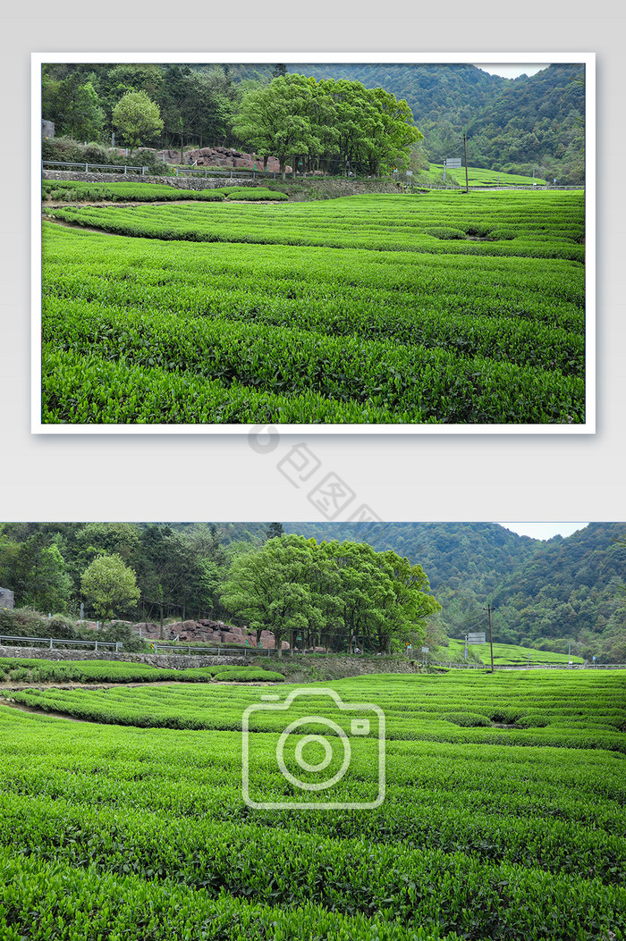 大气的茶山全景图图片图片