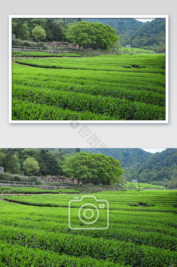 大气的茶山全景图图片