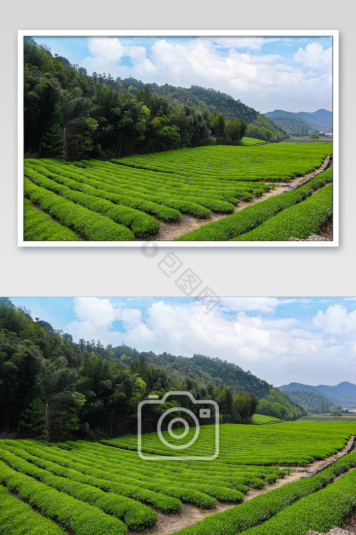 大气的茶园全景图图片