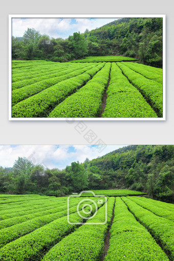 春天茶山摄影图片