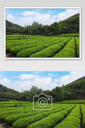 春天山中茶园摄影图片