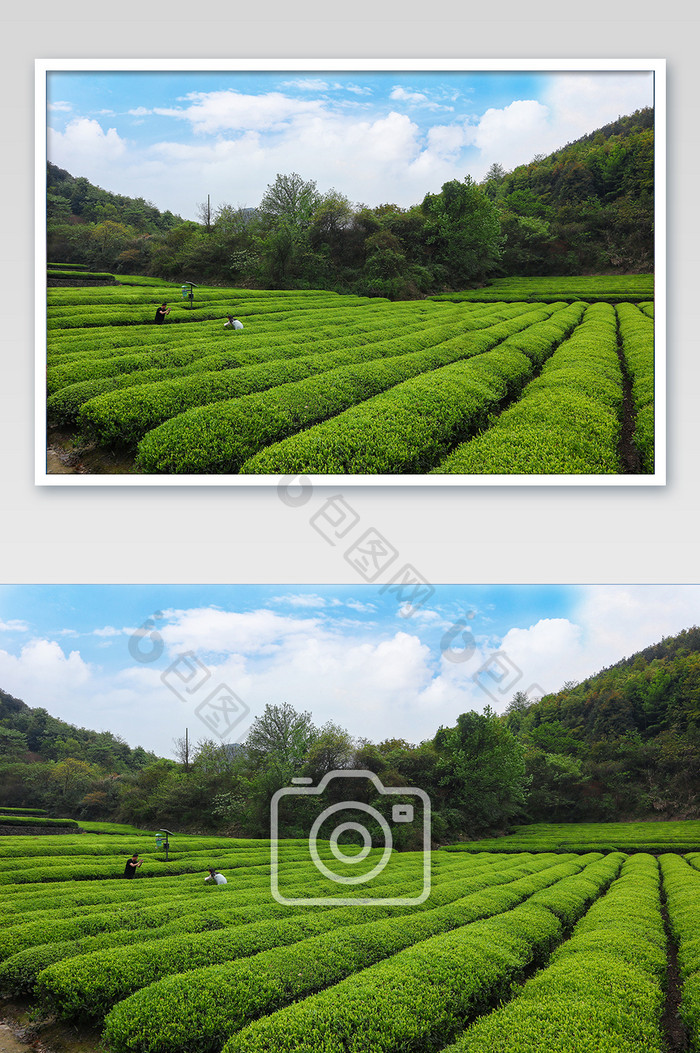 春天山中茶园摄影图片