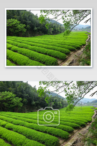大气茶山全景摄影图片