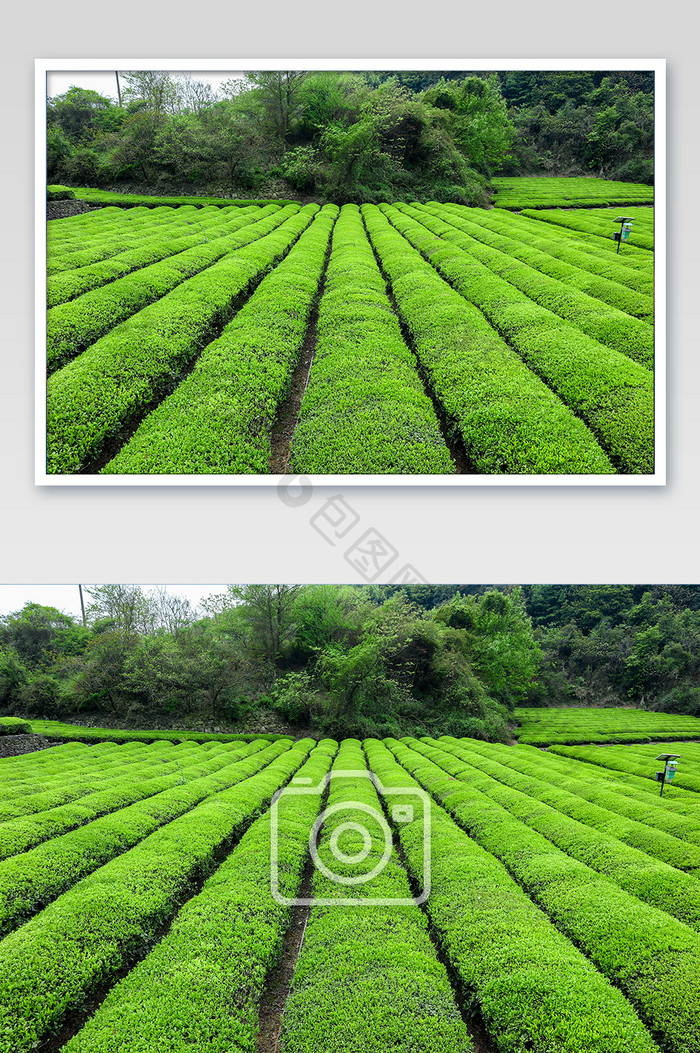 绿色茶叶园摄影图片