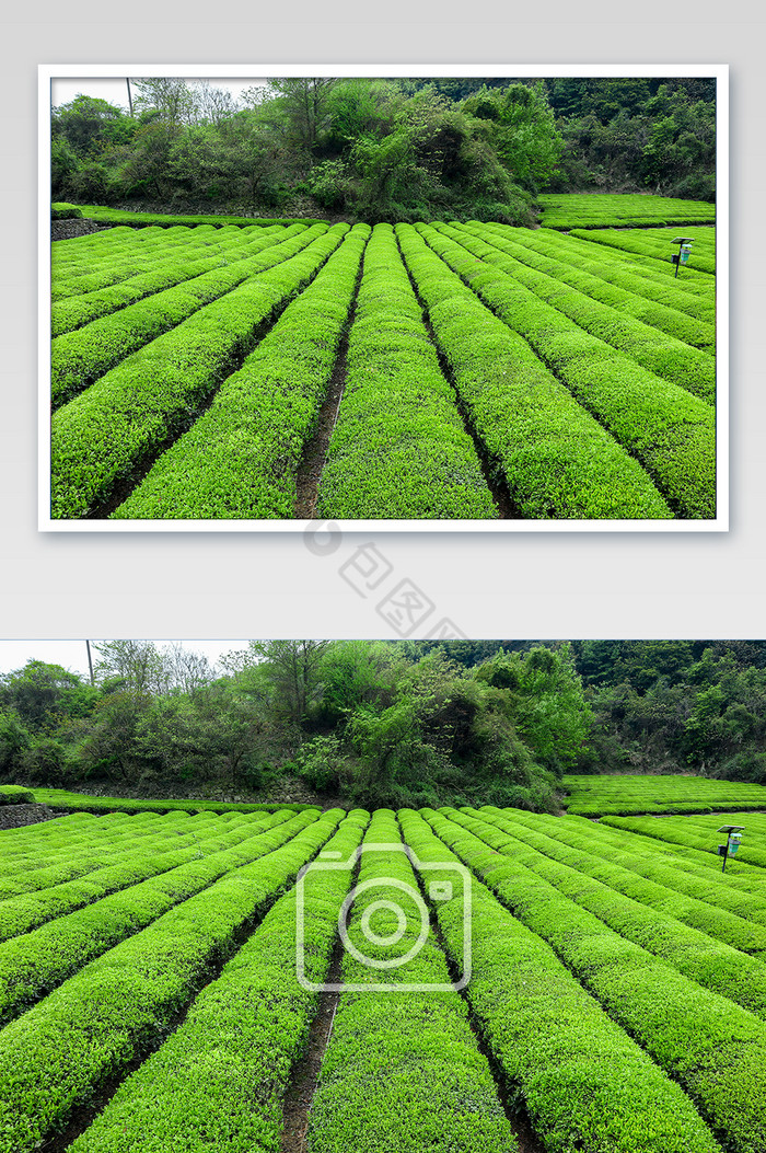 绿色茶叶园摄影图片图片