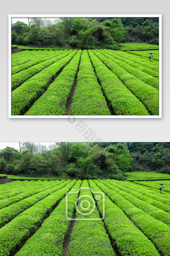 绿色茶叶园摄影图片