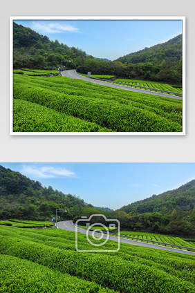 春天茶山的美丽风光