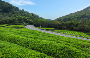 春天茶山的美丽风光图片