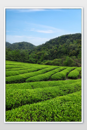 清新茶山摄影图片