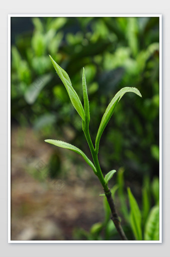 绿色植物茶叶特写摄影图片