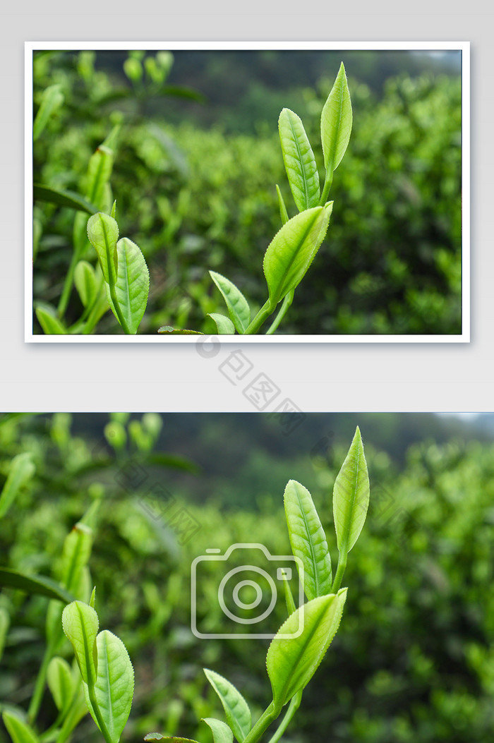 正在生长的茶芽摄影图片图片