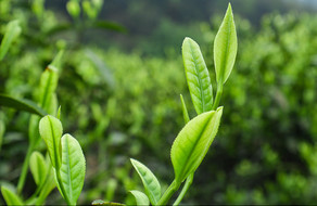 正在生长的茶芽摄影图片