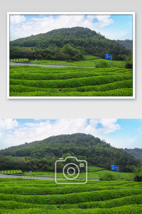 茶叶盛开满山头摄影图片