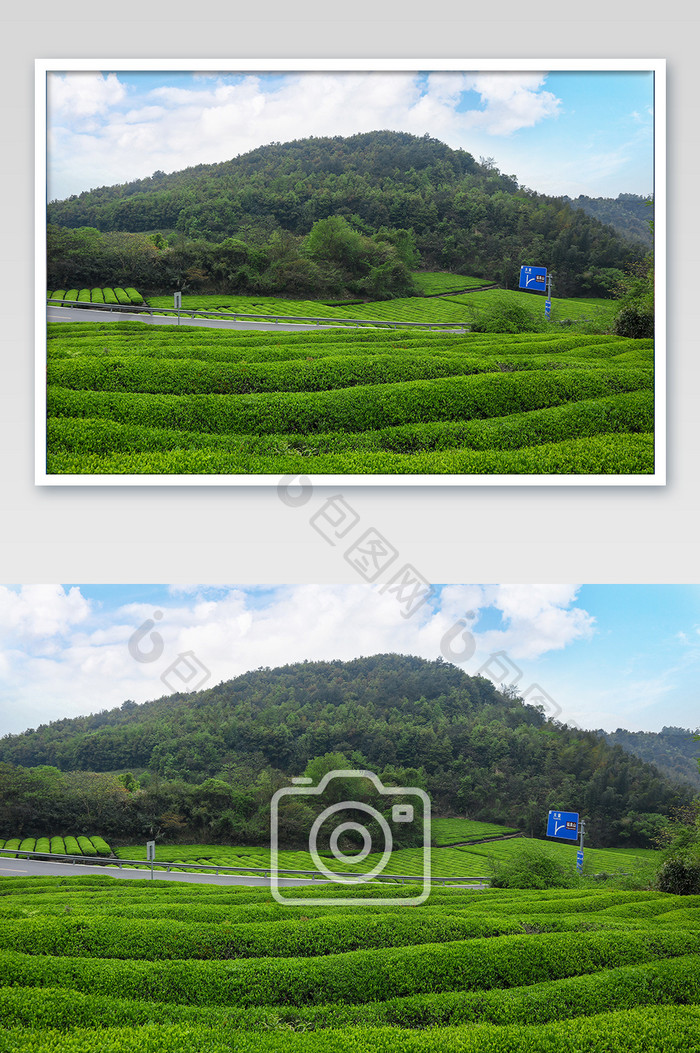 茶叶盛开满山头摄影图片
