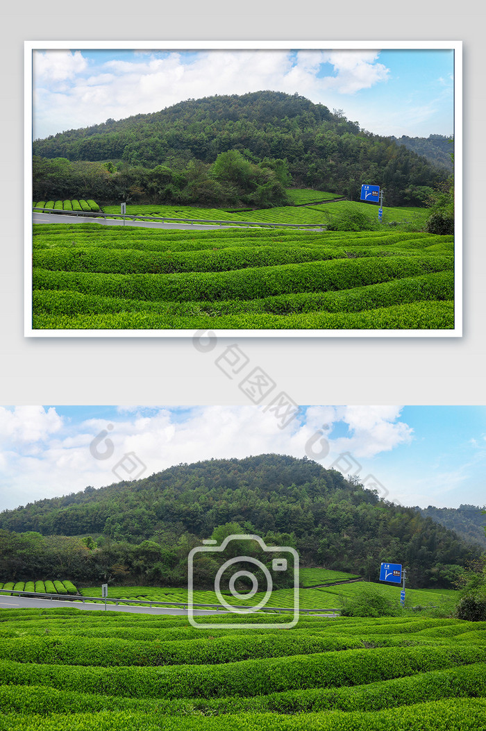 茶叶盛开满山头摄影图片图片